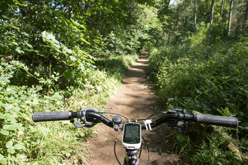 Red Kite Trail passes through woods