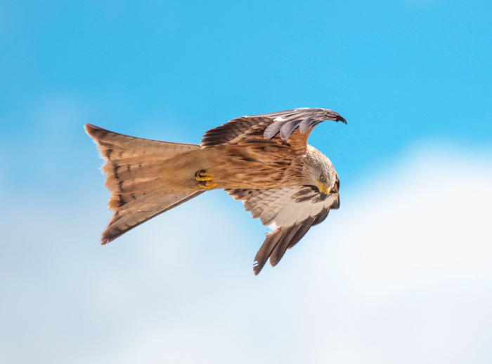 Red kite, Yorkshire Showground