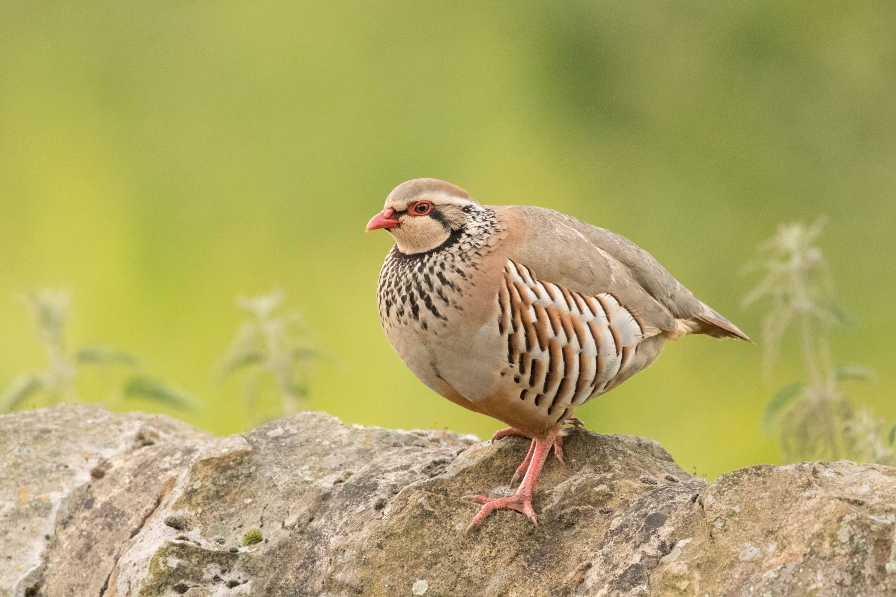 Red-legged partridge