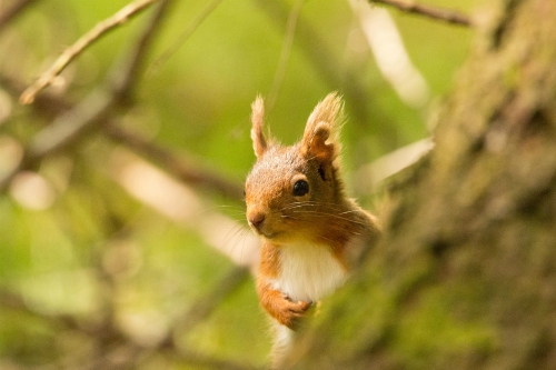 Red squirrel, Yorkshire Dales