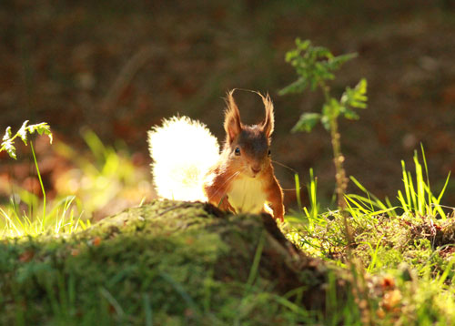 Red squirrel, Yorkshire Dales
