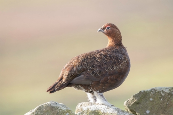 Red grouse