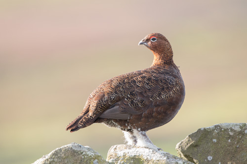 Red grouse, Kex Gill