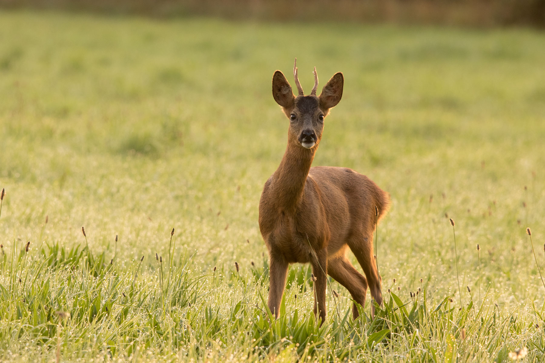 Roe buck, Bilton Lane Roe buck, Bilton Lane