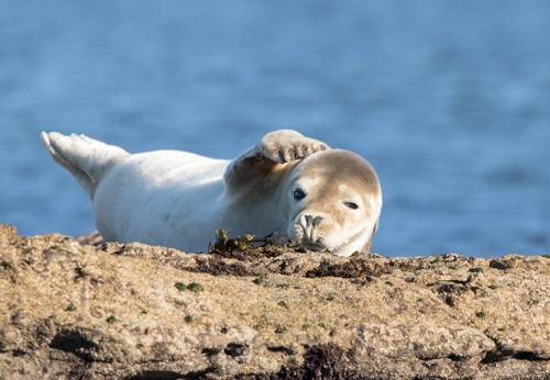 Grey seal, Ravenscar