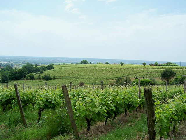 Vineyards of Sainte-Croix-du-Mont