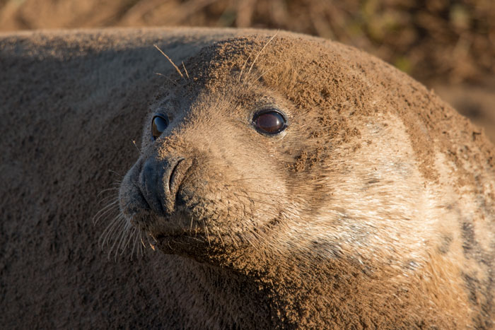 Grey seal, Donna Nook Grey seal, Donna Nook