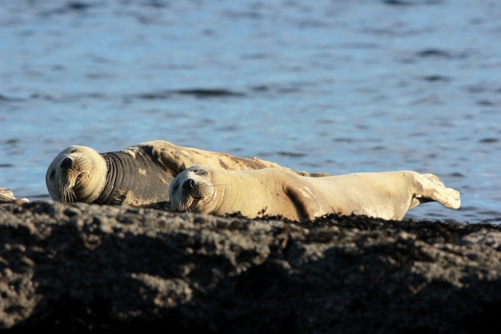 Grey seals, Ravenscar