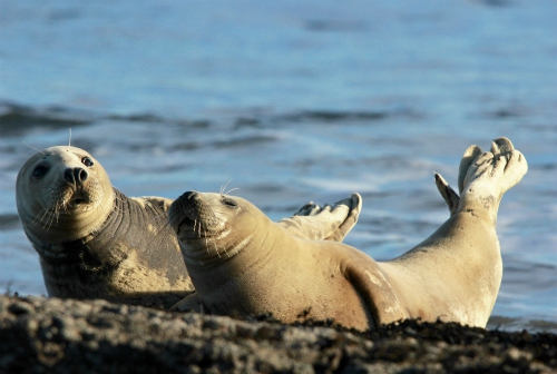 Grey seals, Ravenscar Grey seals, Ravenscar