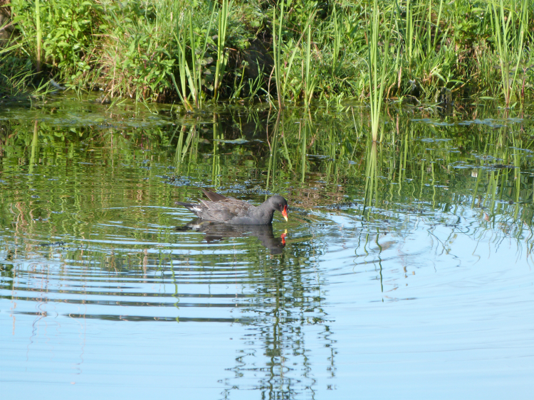 Moorhen, Leeds & Liverpool canal