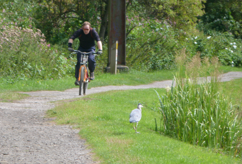 Mountain biker on canal towpath near Shipley
