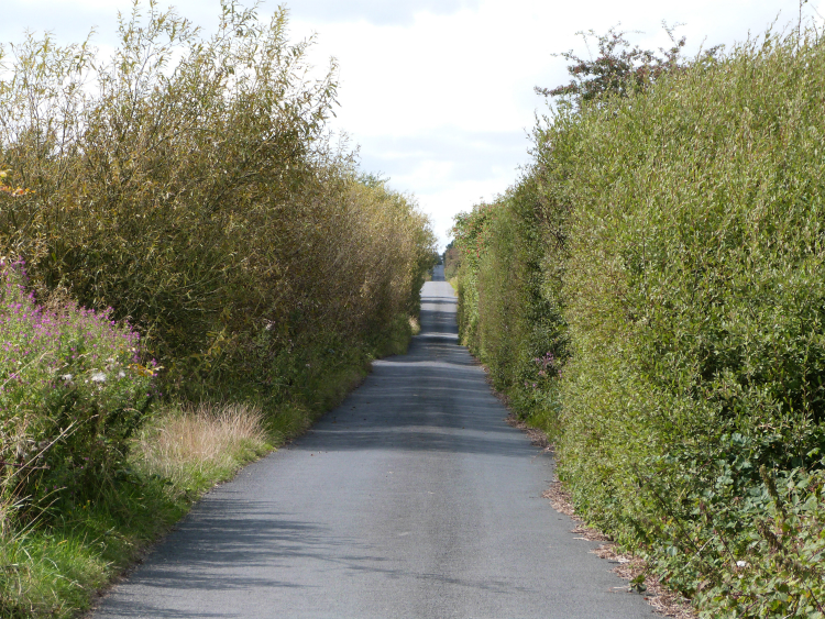 Road across Skelding Moor