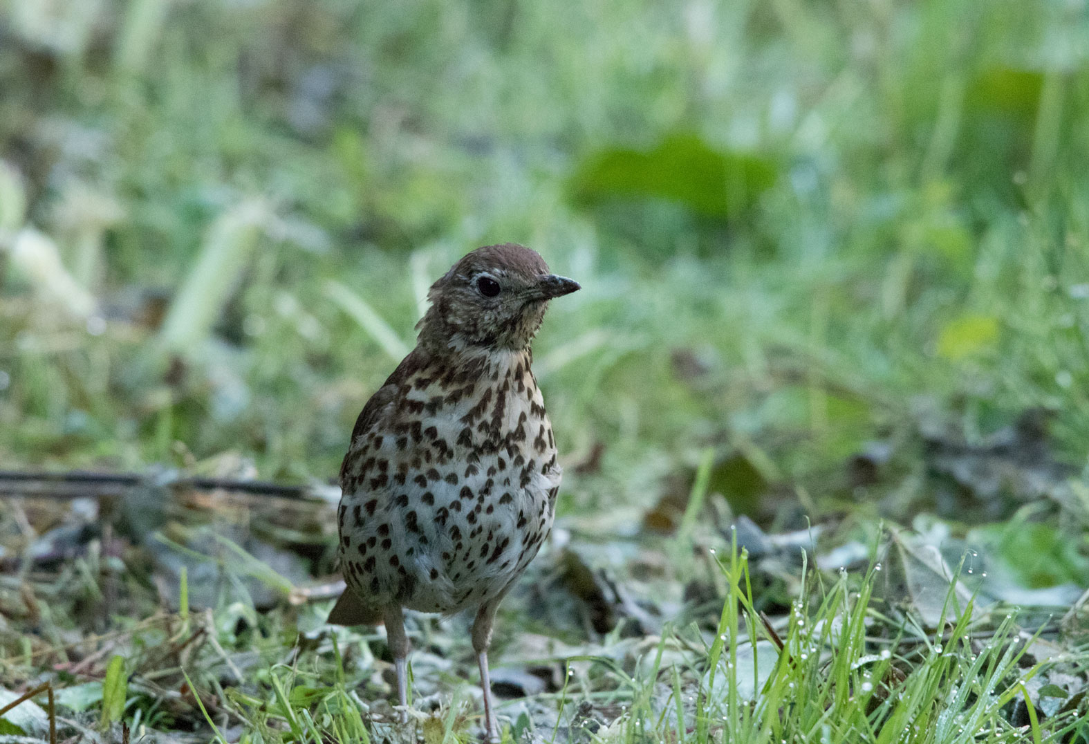 Song thrush, Staveley Song thrush, Staveley