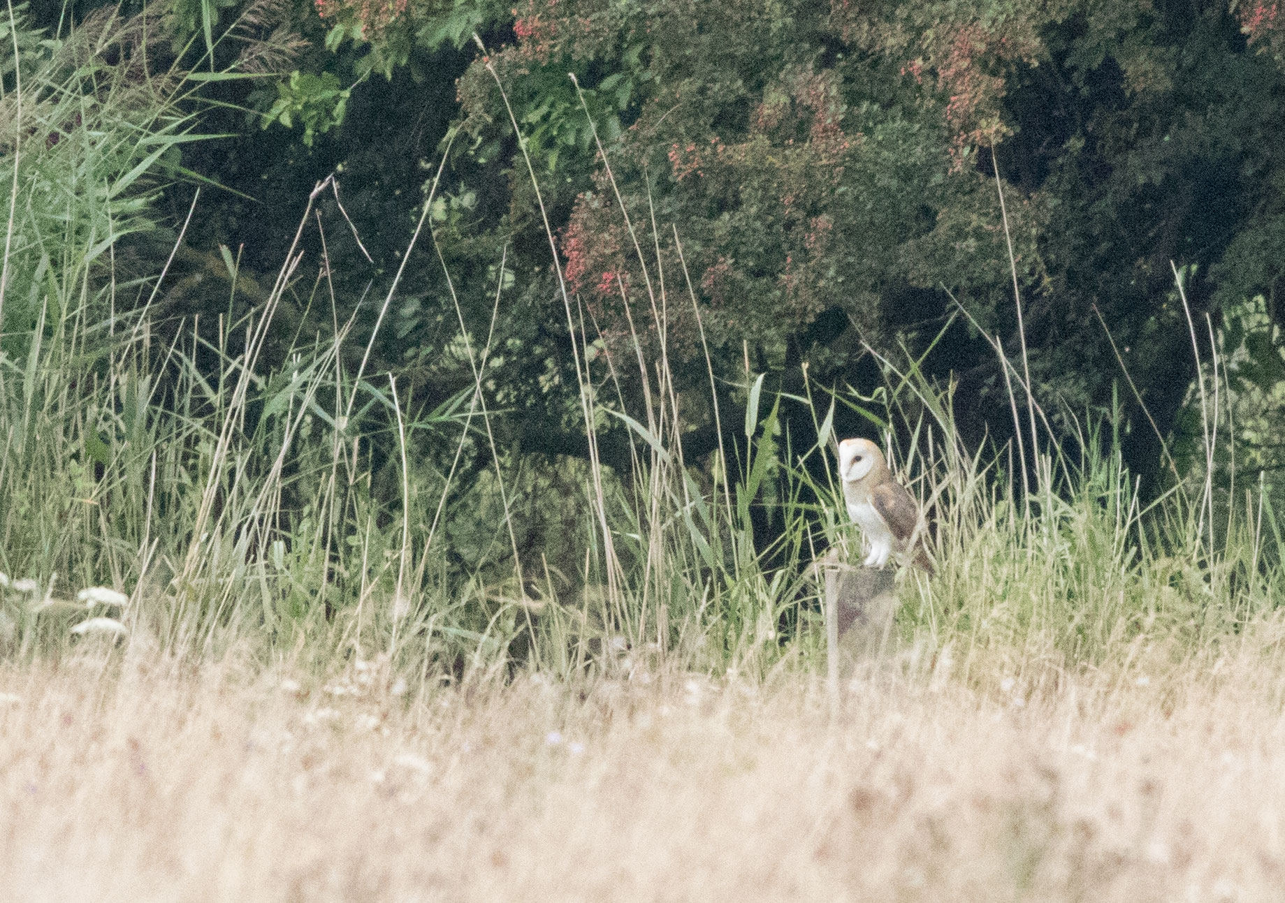 Barn owl, Staveley Barn owl, Staveley