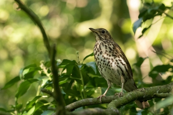 Song thrush