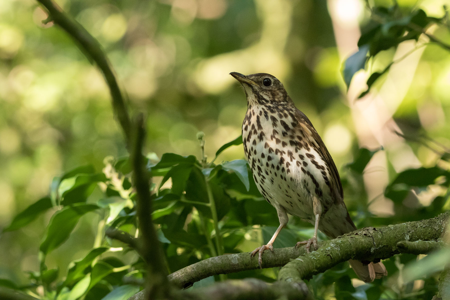Song thrush at Staveley Song thrush at Staveley