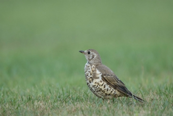 Mistle thrush