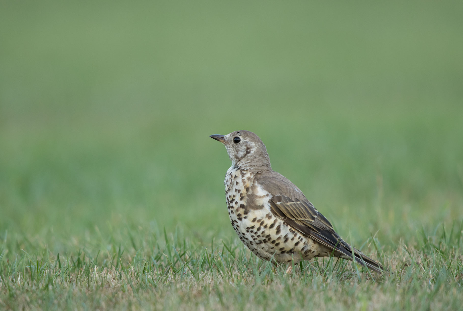 Mistle thrush on Harrogate Stray Mistle thrush on Harrogate Stray
