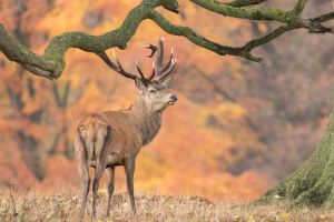 Red deer stag at Studley Royal