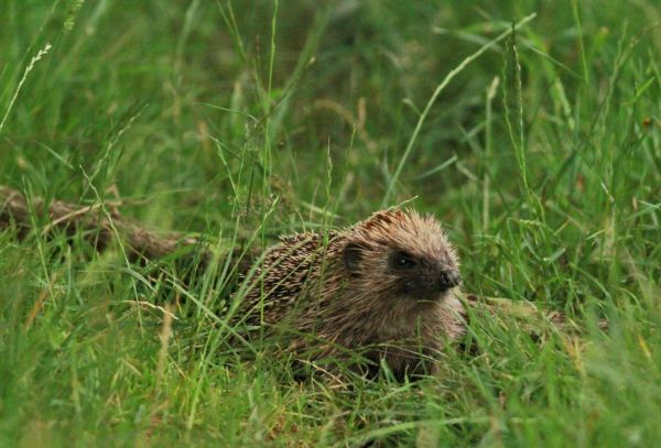 Hedgehog at Studley Royal