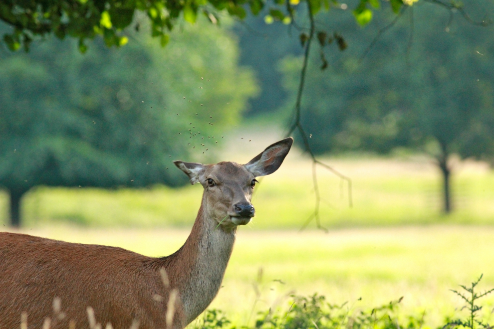 Red deer, Studley Royal