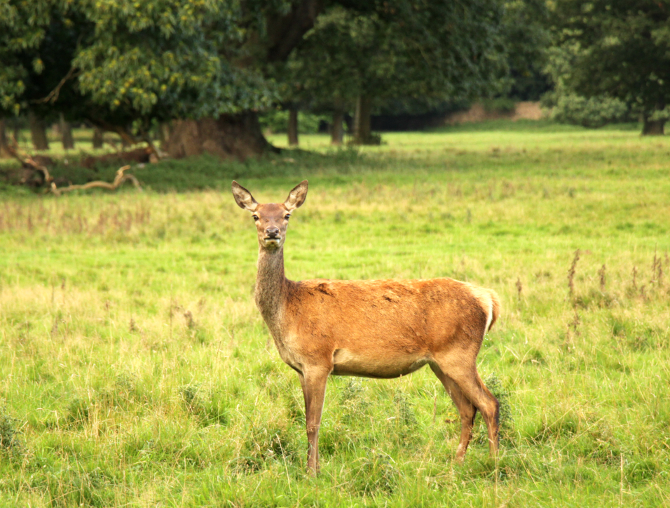 Deer, Studley Royal