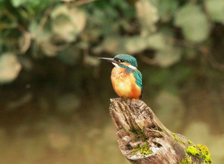 Kingfisher
