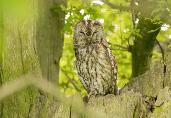 Tawny owl at Studley Royal