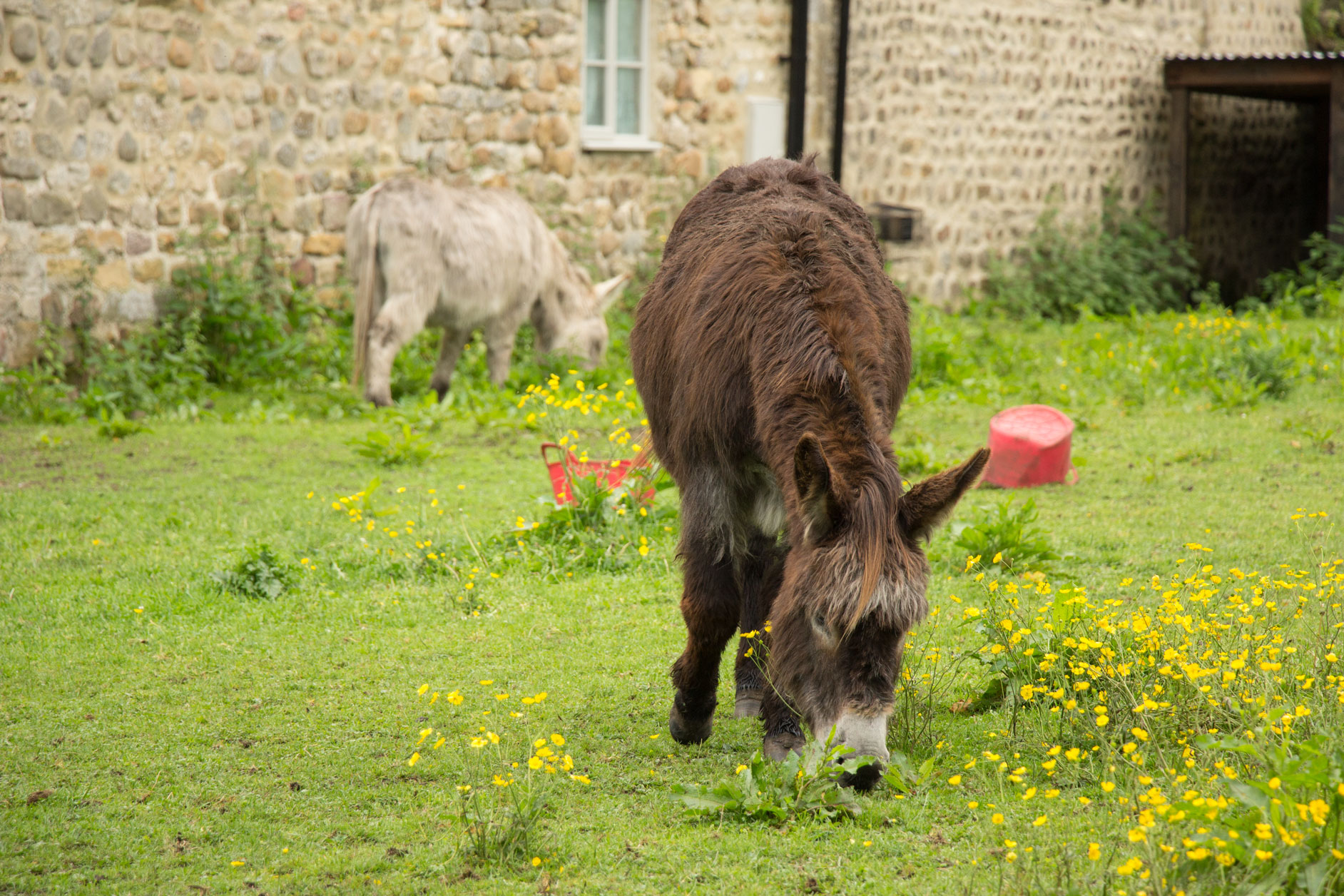 Donkeys, West Tanfield