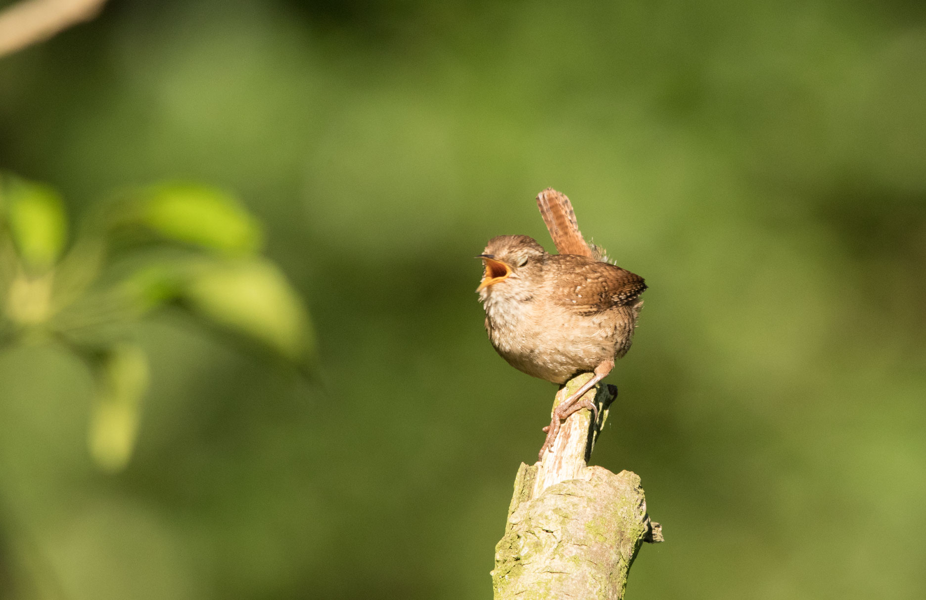 Wren, Bilton Lane